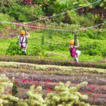 Zipping over the tropical plantation gardens